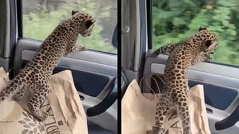 baby leopard