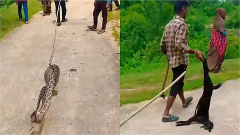 python attacked