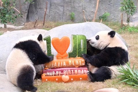 pandas