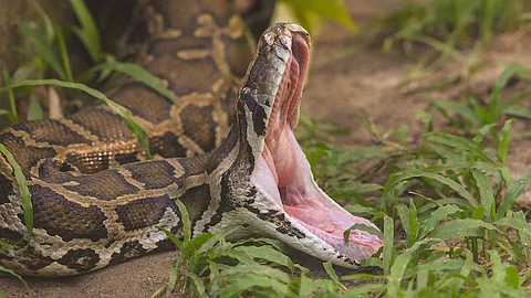 Python