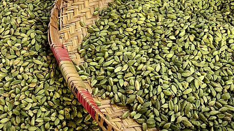 ഏലത്തിന്റെ അനധികൃത ലേലം: മുന്നറിയിപ്പുമായി സ്പൈസസ്ബോർഡ്