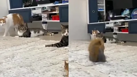 cat