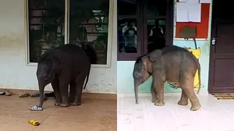 elephant