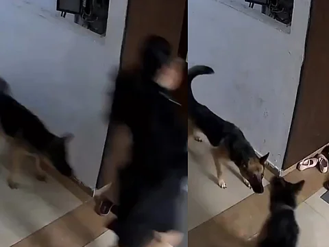 dog