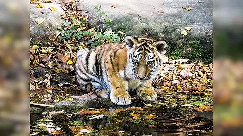 tiger