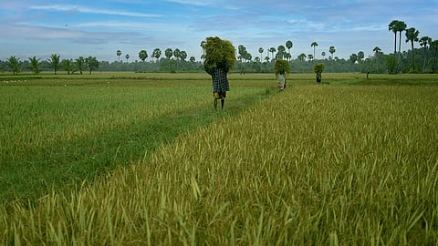 Kalamassery Agricultural