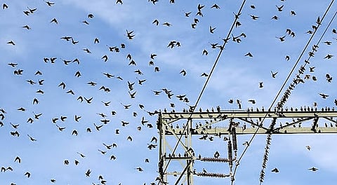 bird protection devices