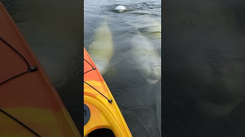 Whales