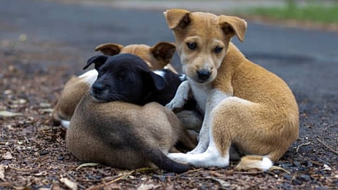 stray dogs