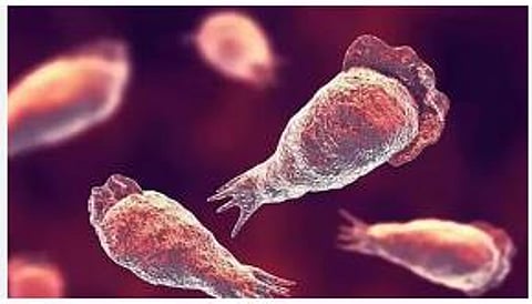 Amebic encephalitis