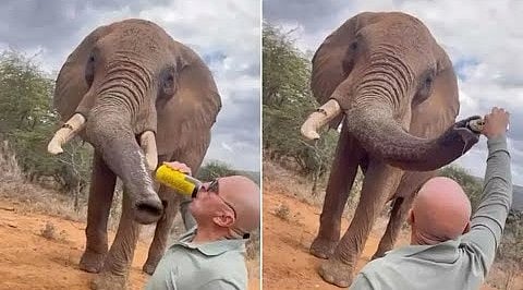 Spanish man pouring beer into elephant