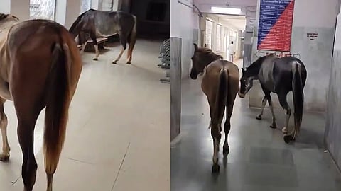horses