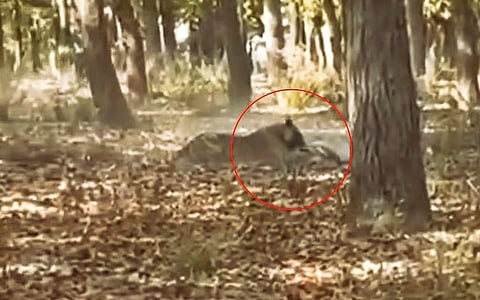 tiger hunting deer