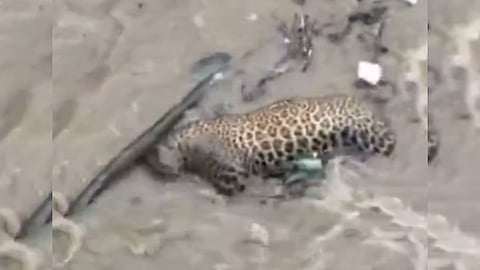 leopard