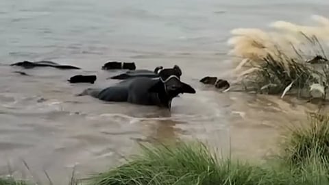 domestic animals struggling in flood