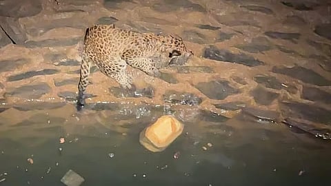 Forest department rescues leopard cub