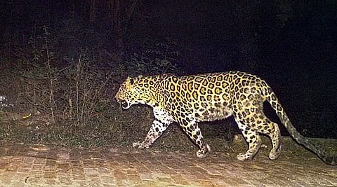 Leopard