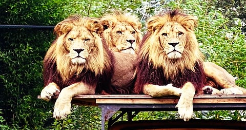 Lion
