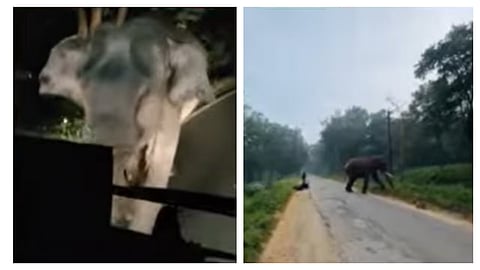 bill to kill violent animals