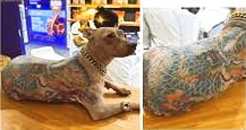 dog being tattooed without anesthesia