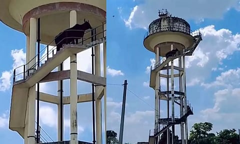 bull climbing 60-foot-tall water tank