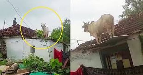 bull climbing onto the roof