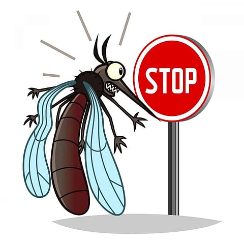 no mosquito