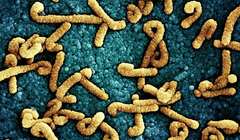 Diarrhea