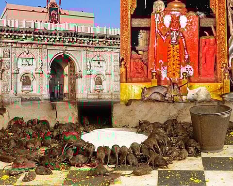 karni matha temple