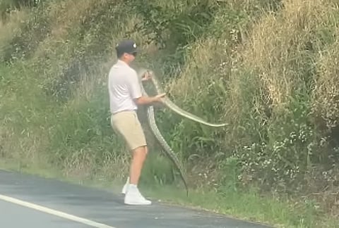 Australian hiker removes python