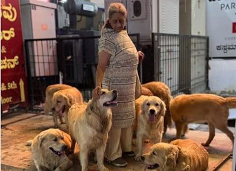 woman walking with 28 golden retrievers