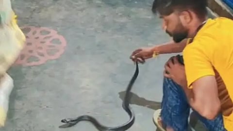 snake