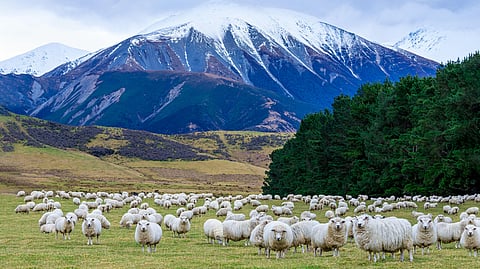 New Zealand The Country With More Sheep Than People