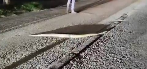 python on road