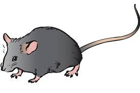 Leptospirosis