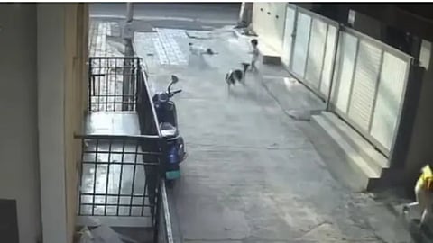 Stray dog