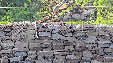 Leopard