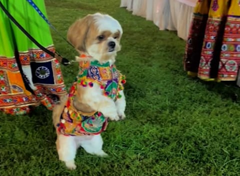 dog participating in Navratri celebrations