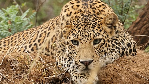 leopard
