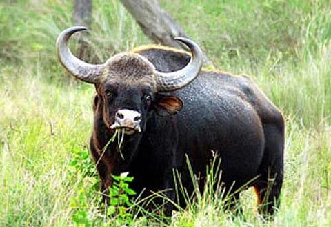 wild buffalo