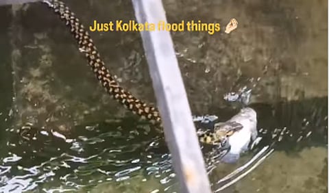 snake swimming with a fish