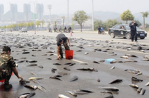 Lluvia de peces