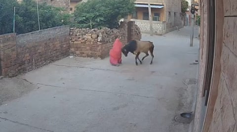 Woman gored by bull