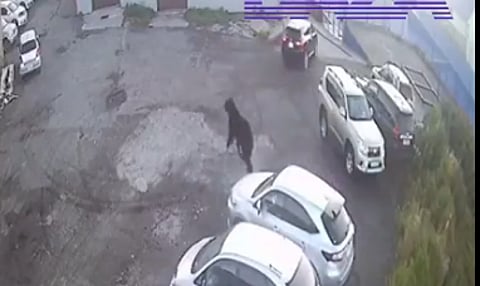 Black bear