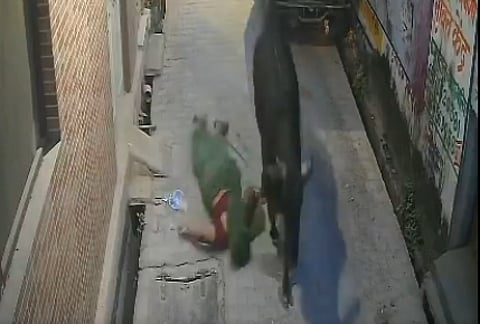 Woman gored by stray bull