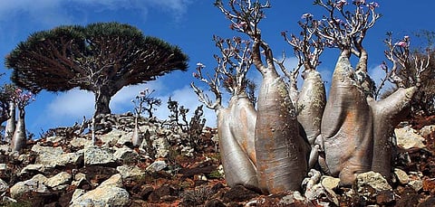 Socotra Island
