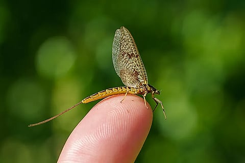 Animals with the shortest lifespans
