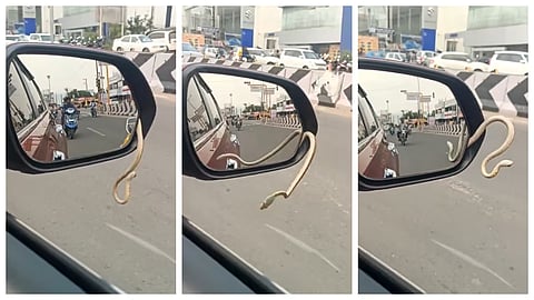 Snake in car