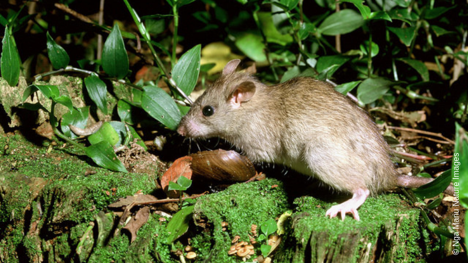 Rat in Forest