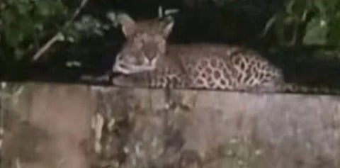 മലമ്പുഴയിൽ പുലിയെ കണ്ടു: പ്രദേശത്ത് ജാഗ്രതാ നിർദ്ദേശം; രാത്രി യാത്ര ഒഴിവാക്കണമെന്ന് അധികൃതർ | Leopard spotted in Malampuzha
